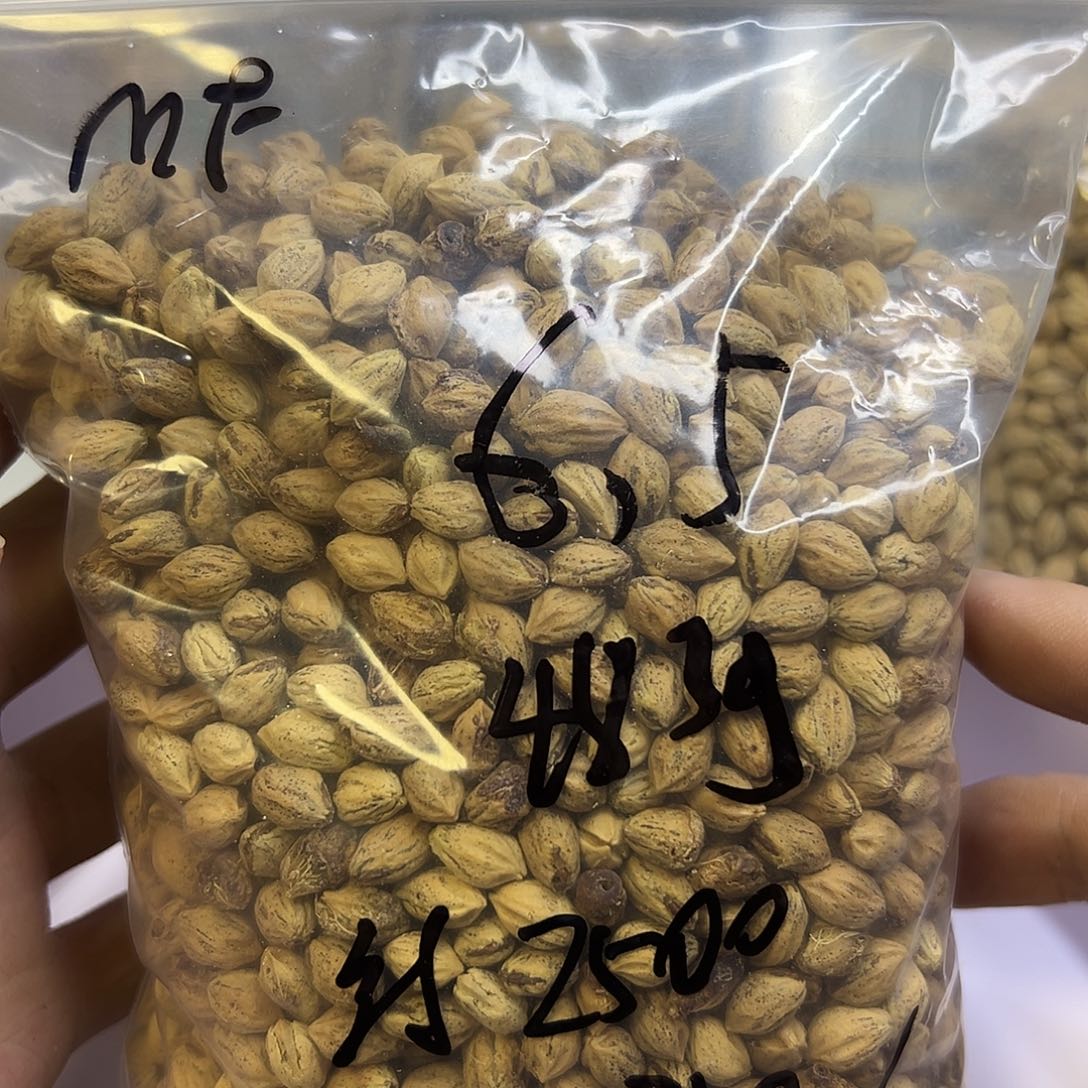 M***.柏香籽/百香籽吊坠