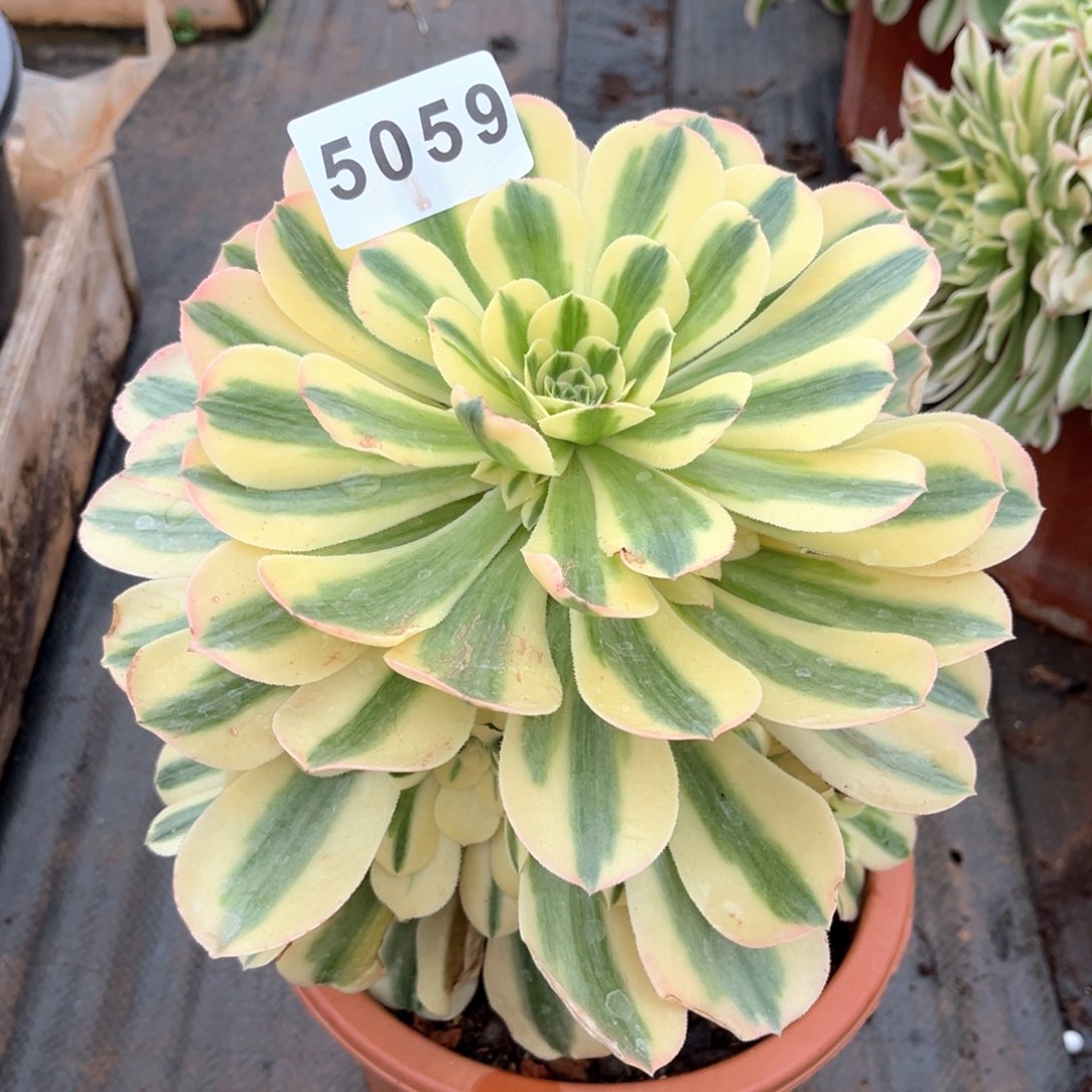 迈巴赫多肉发货发货