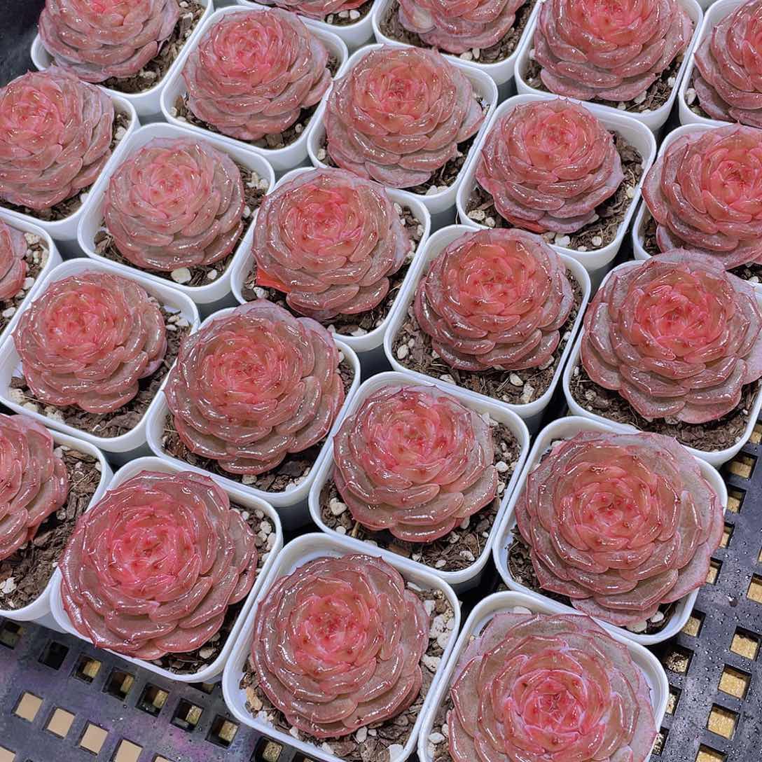 量拍42号 糖心秋海棠单头一个