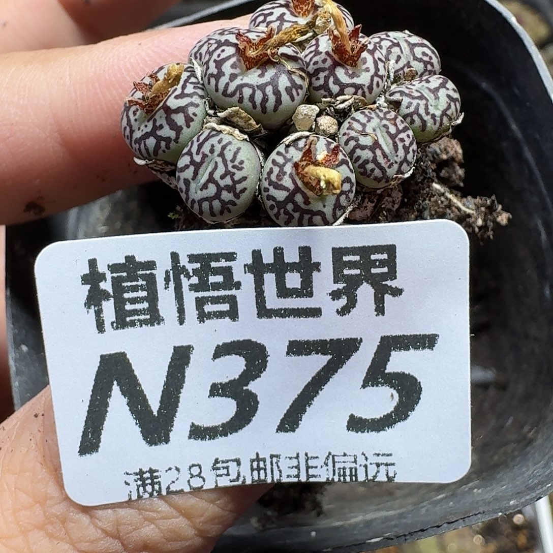多肉植物的润泽jjjk