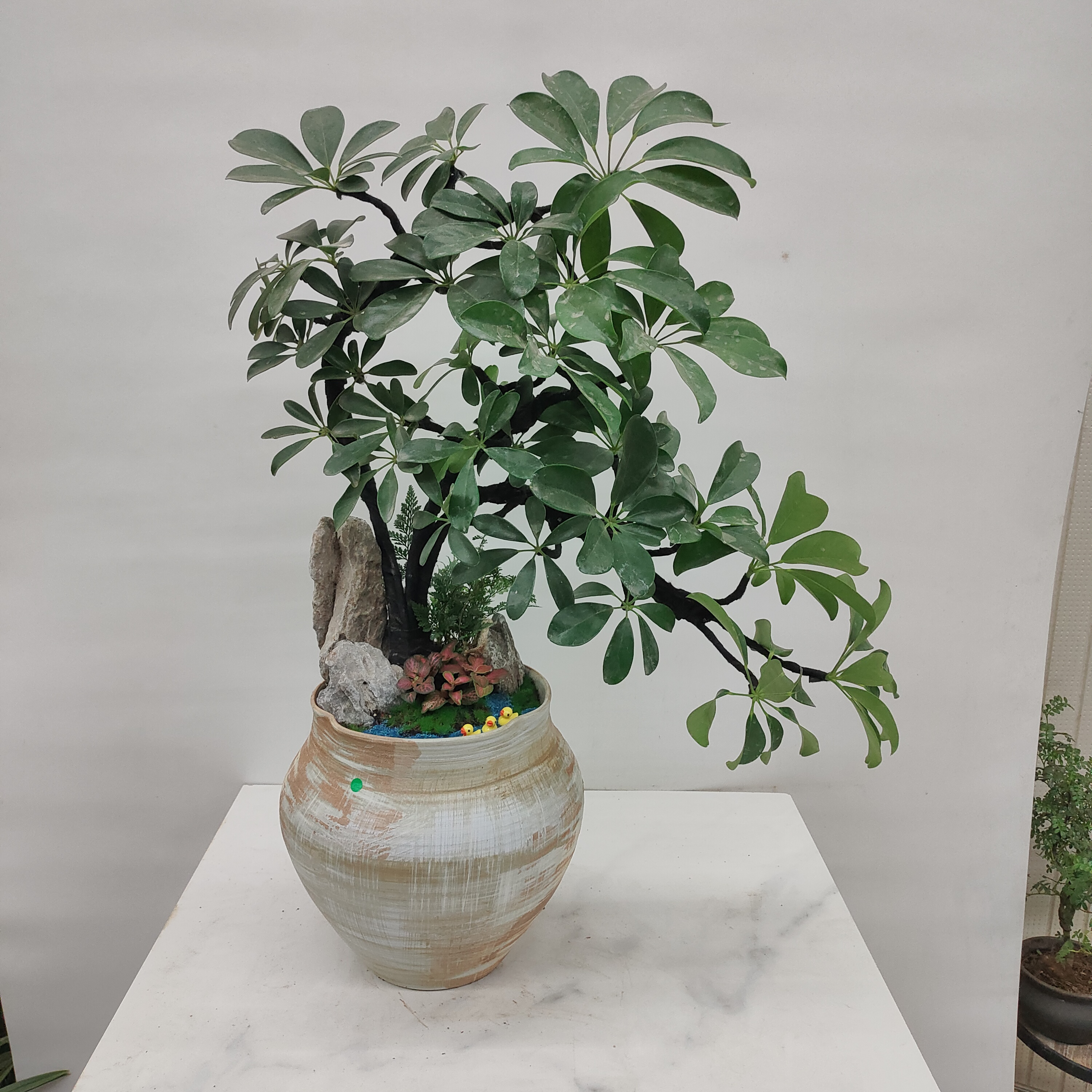 造型招财树瓷盆1盆可选