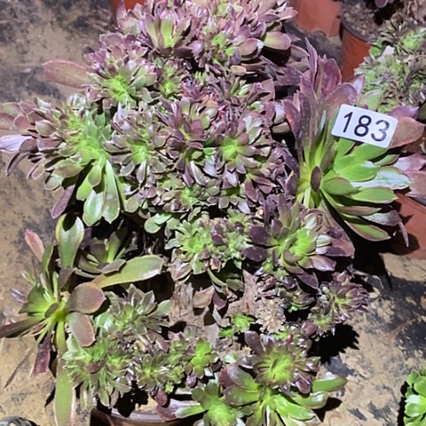 多肉植物法师183哪家缀带瑕疵