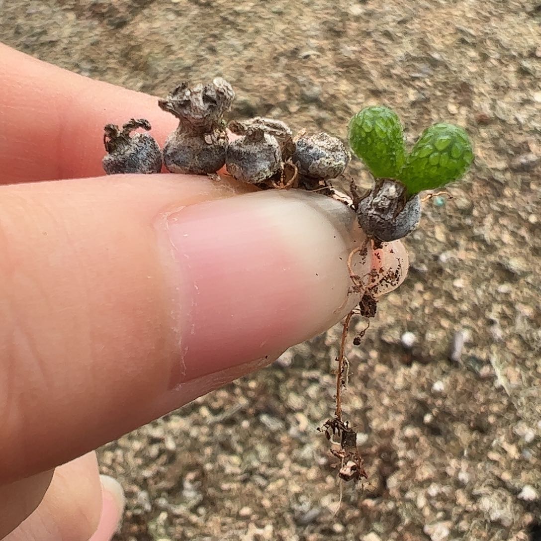0000量拍能开花的妖奇玉5颗