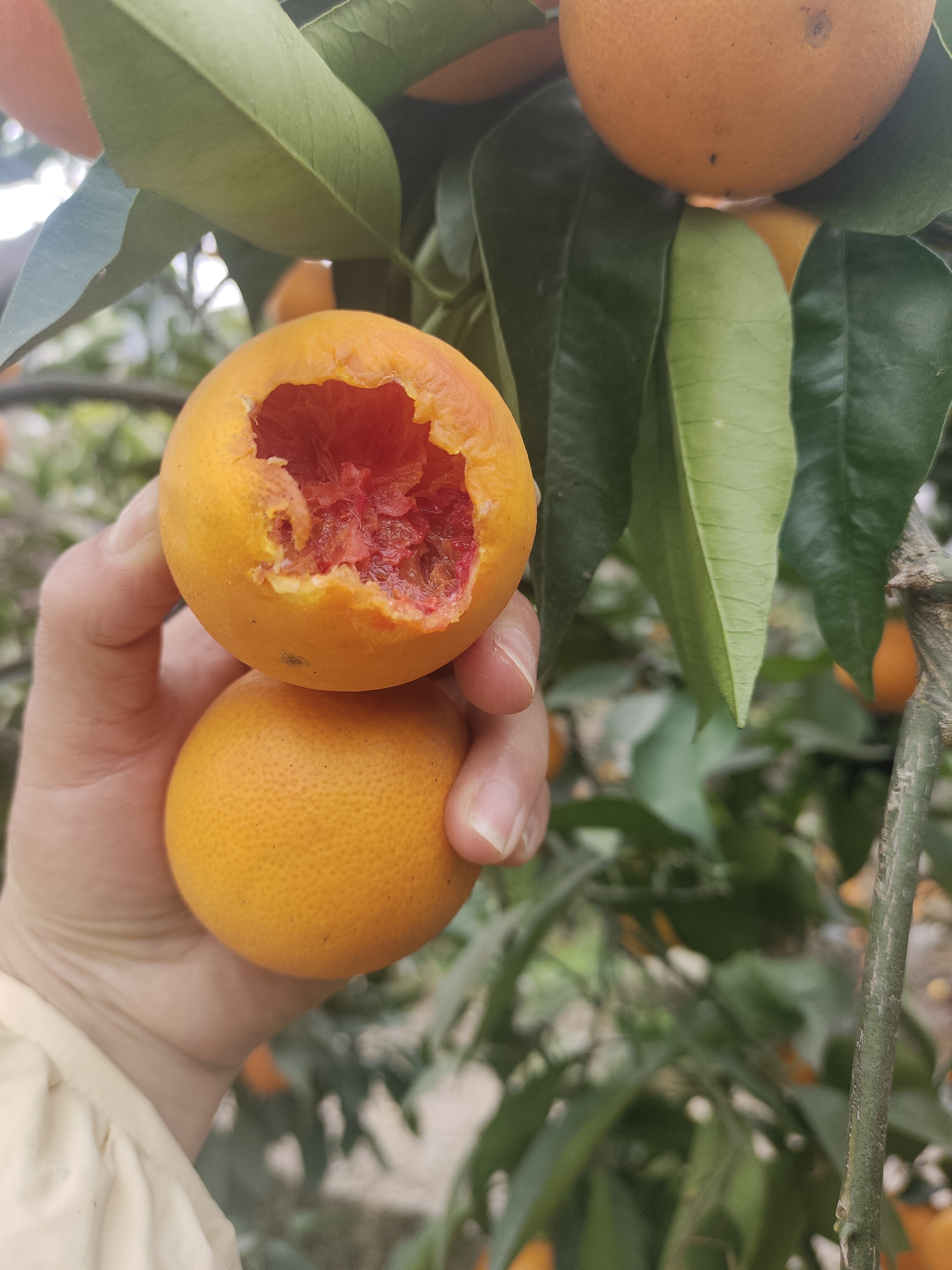 重庆市万州区现摘现发血橙橙子新鲜水果