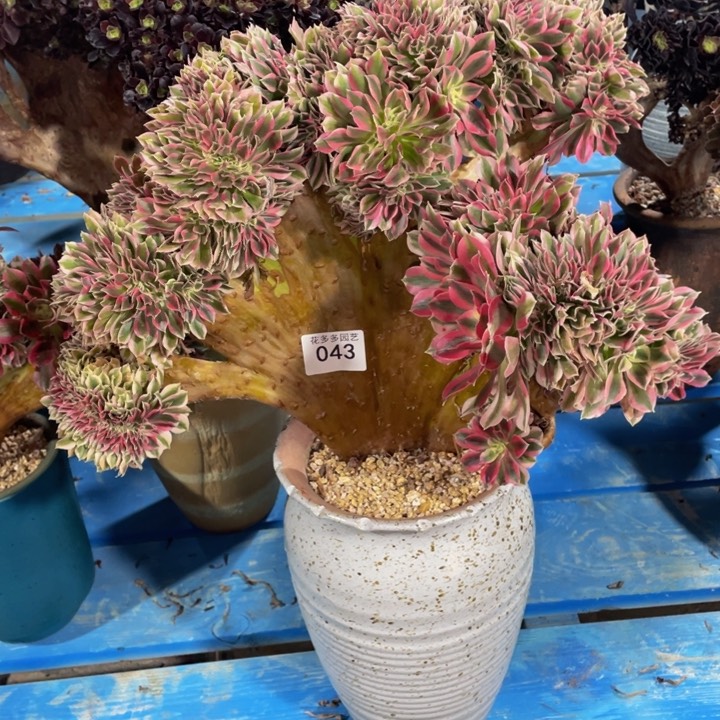 壹****?043号粉女巫法师缀花