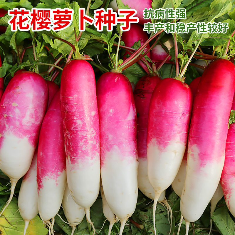 花樱水萝卜种子花皮甜脆红皮水萝卜种籽四季播春秋水果萝卜籽孑