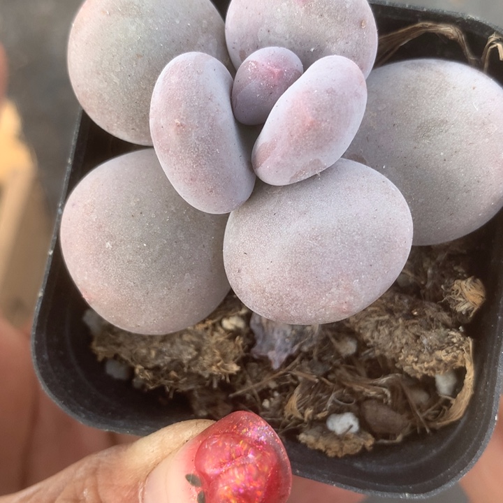 芭比。 奶（满9.99包邮不满9.99发叶子）