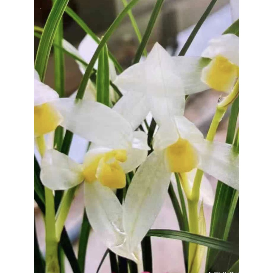 【金樽】莲瓣兰名品 国兰2苗 花开浓香 好养易活 对版人工种植