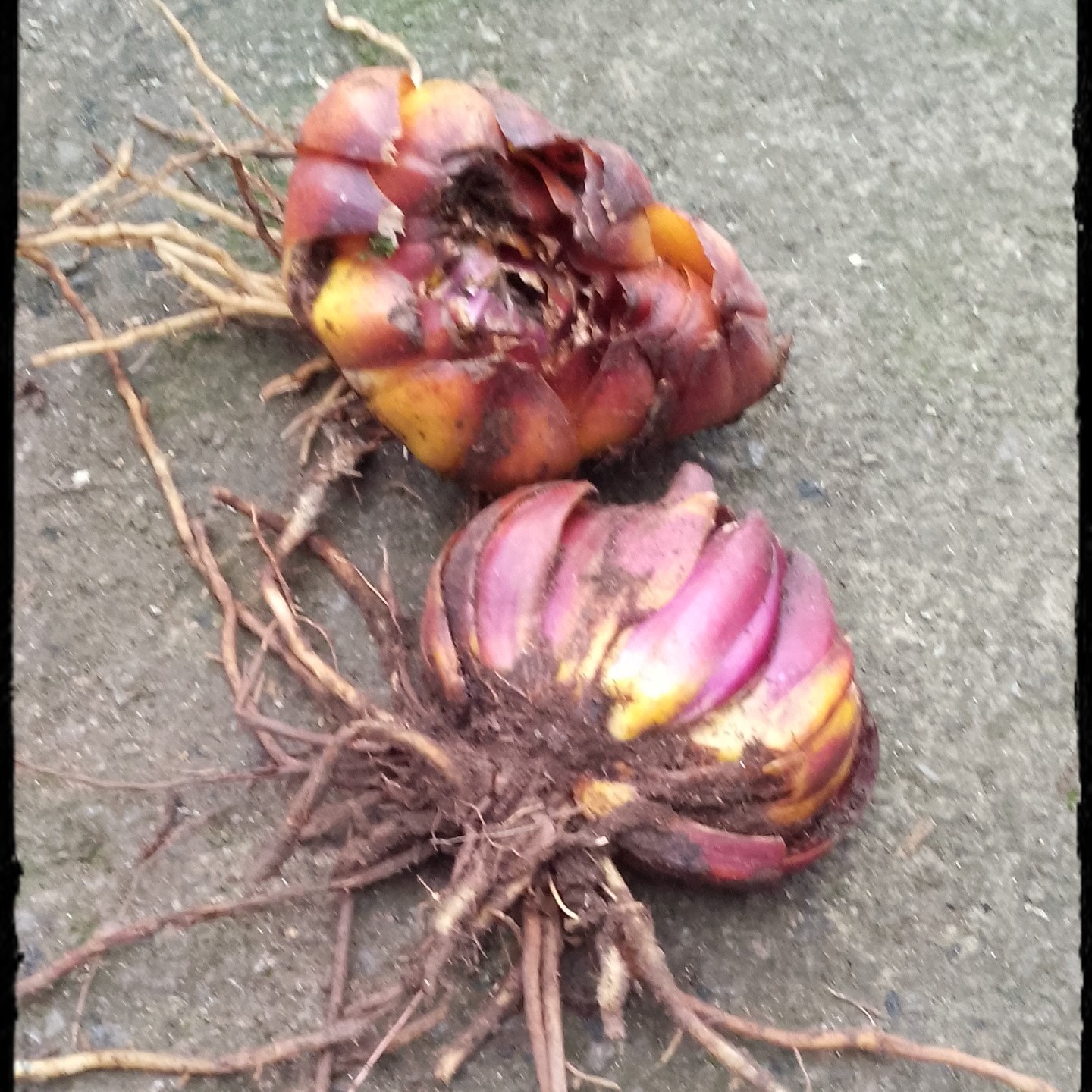 重瓣香水百合花种球室内盆栽浓香型百合种球紫色