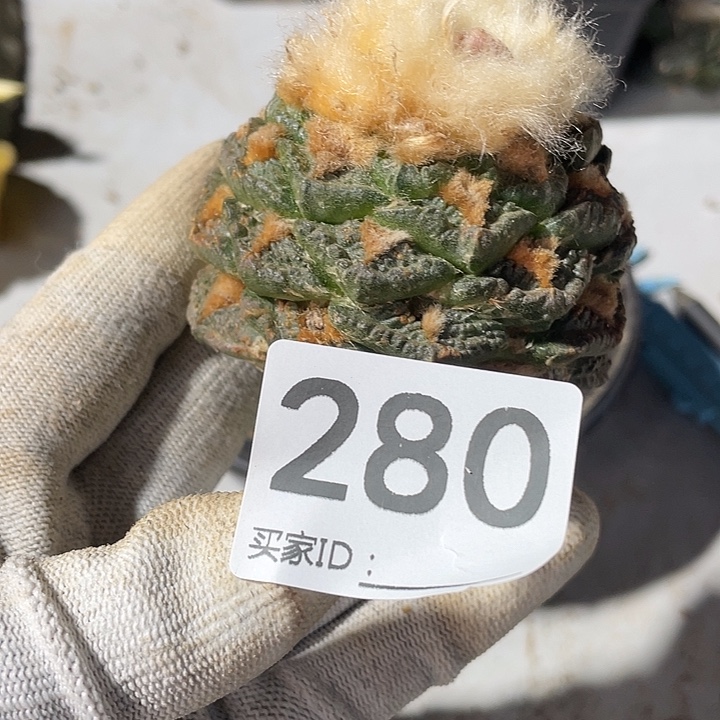 三角架街280号盔甲牡丹