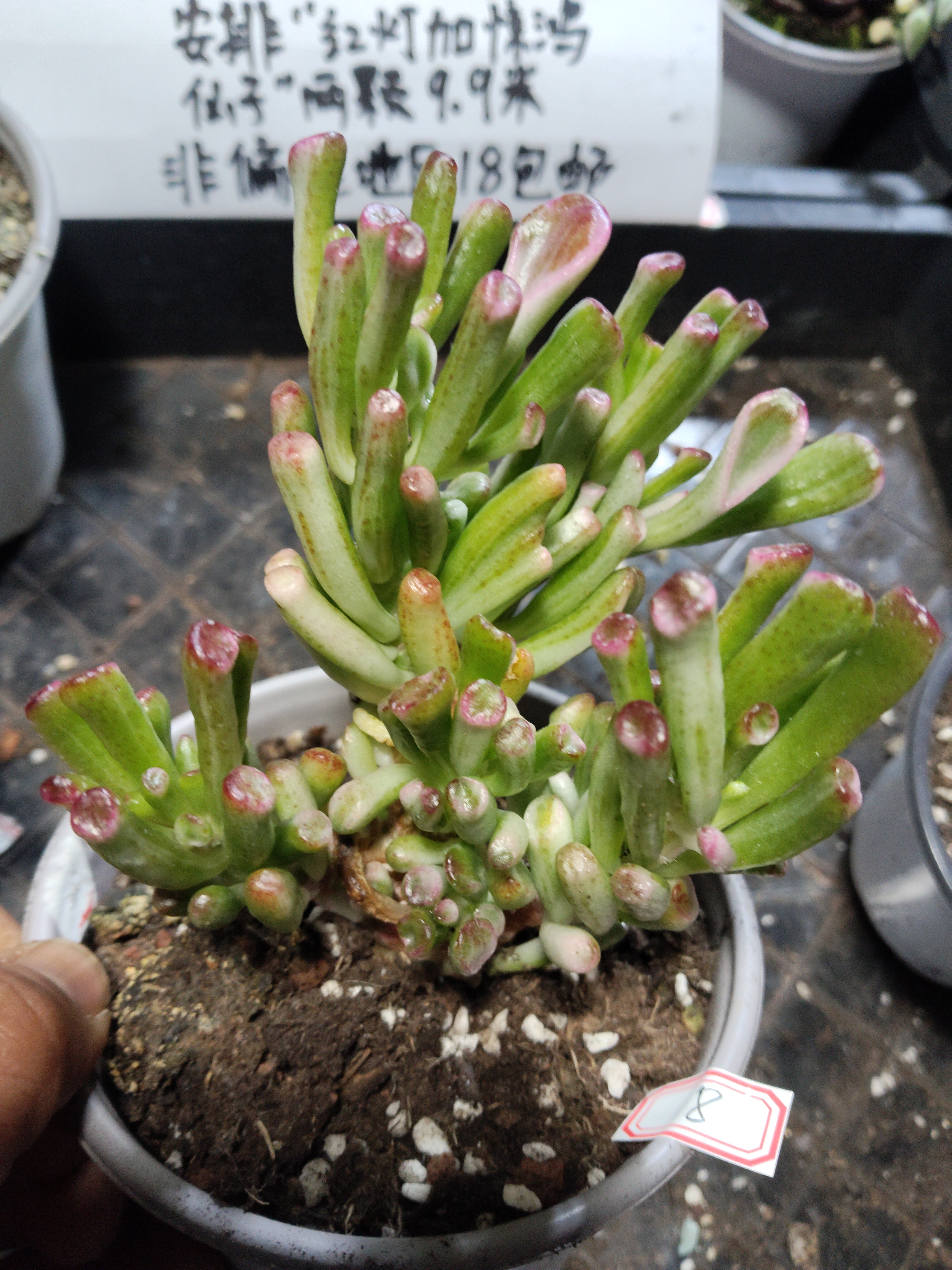 非偏远18包邮  一物一拍  12厘米盆 A08吸财树锦群