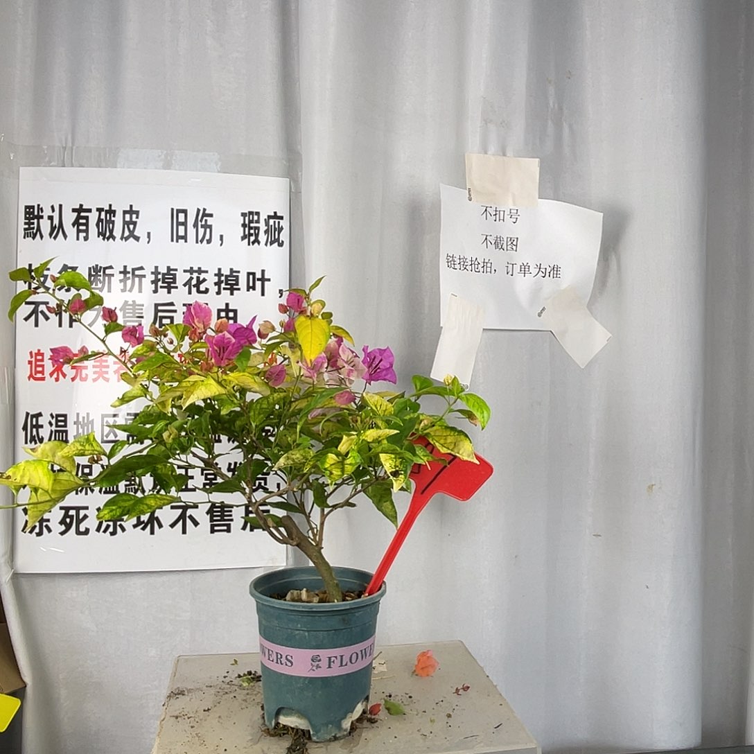 当前无花栽培后可以开花87斑红樱粗杆盆苗