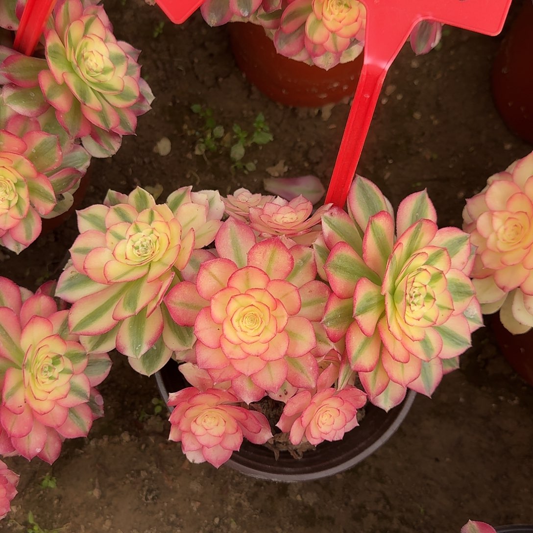 4543倾城多肉法师