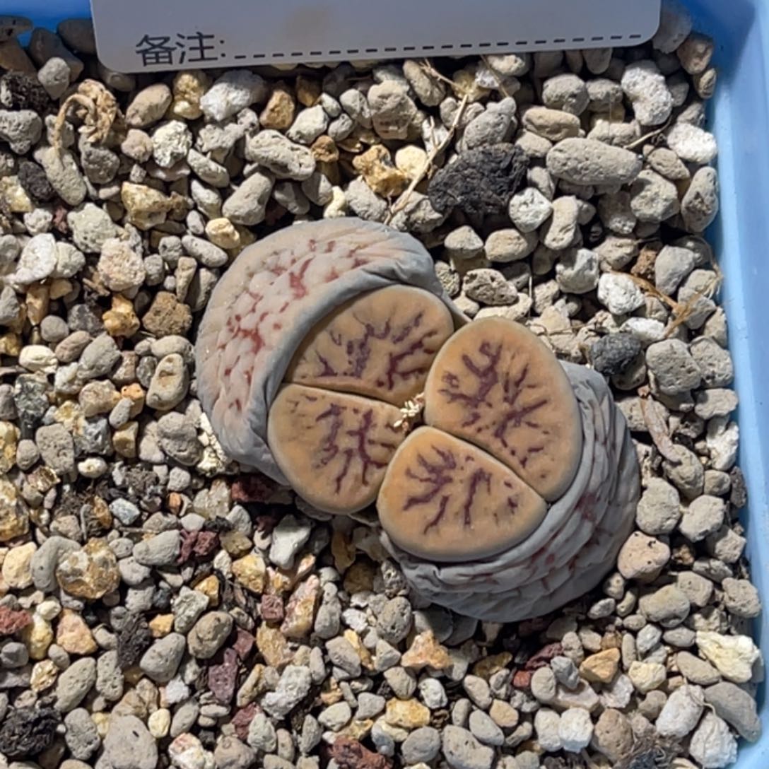 凌***霄6699线招福，专拍吧