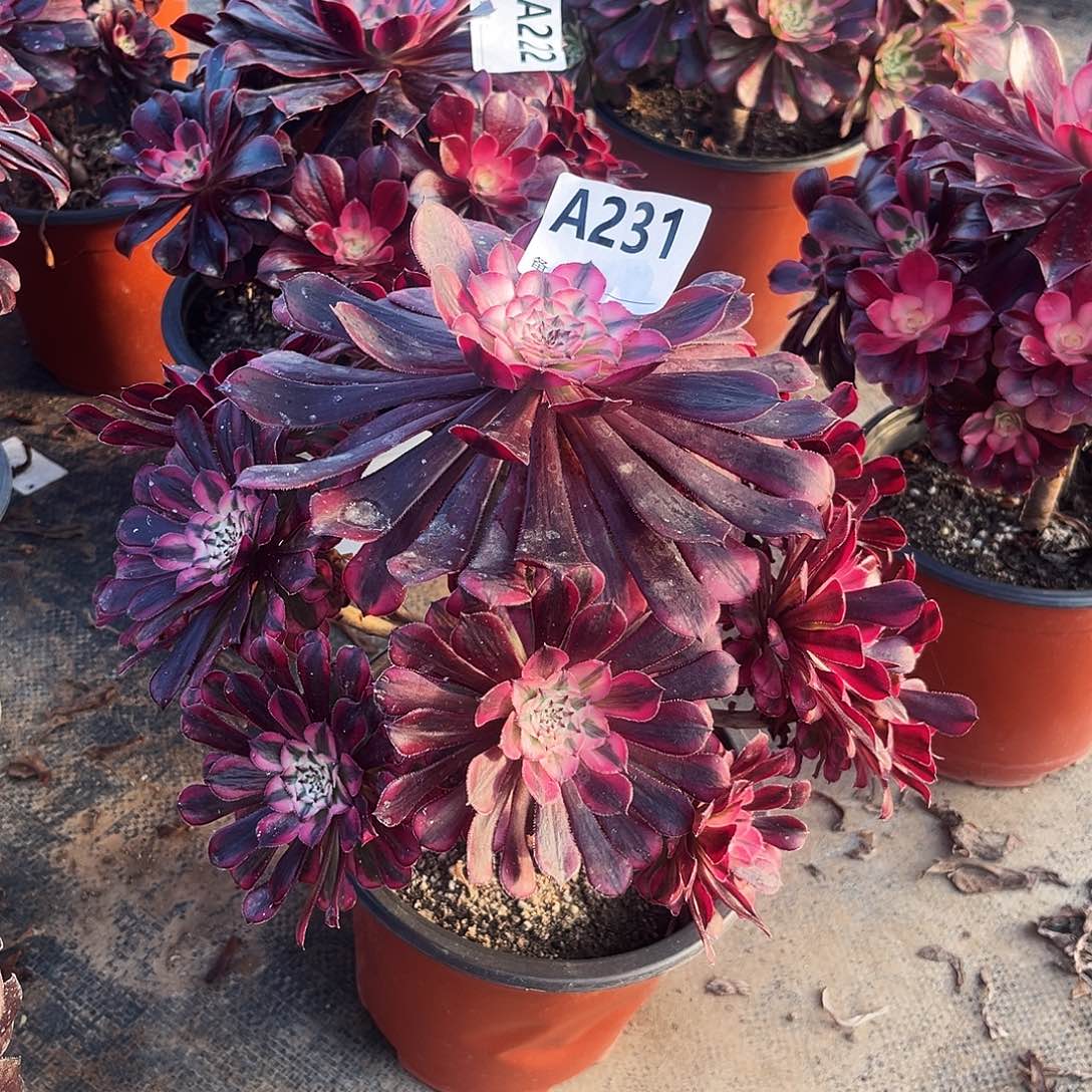 多肉植物红铜白231多肉