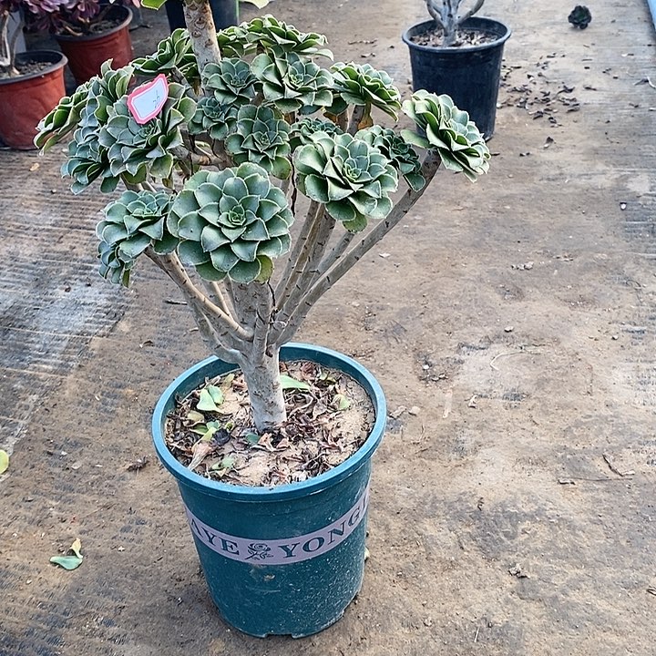 26，绿法师多肉法师多肉法师