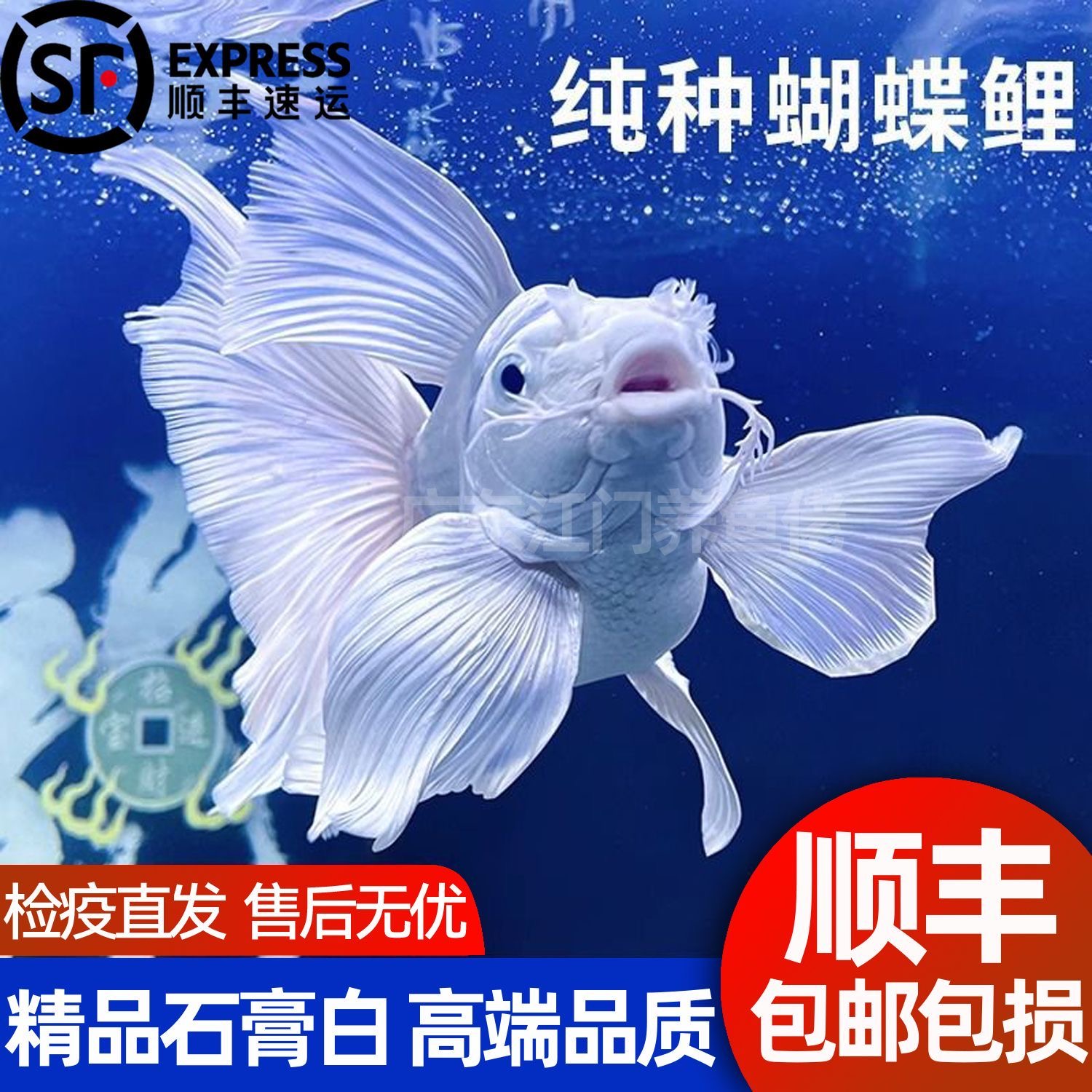 台湾纯种白蝴蝶鲤观赏鱼大鳍大尾冷水鱼好养耐活