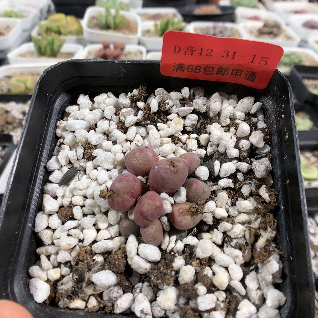 12-31-15     猕猴桃1群