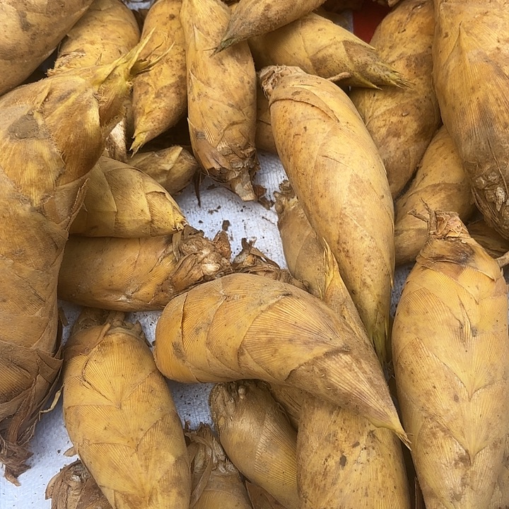 中国大陆炎陵高山冬笋5斤