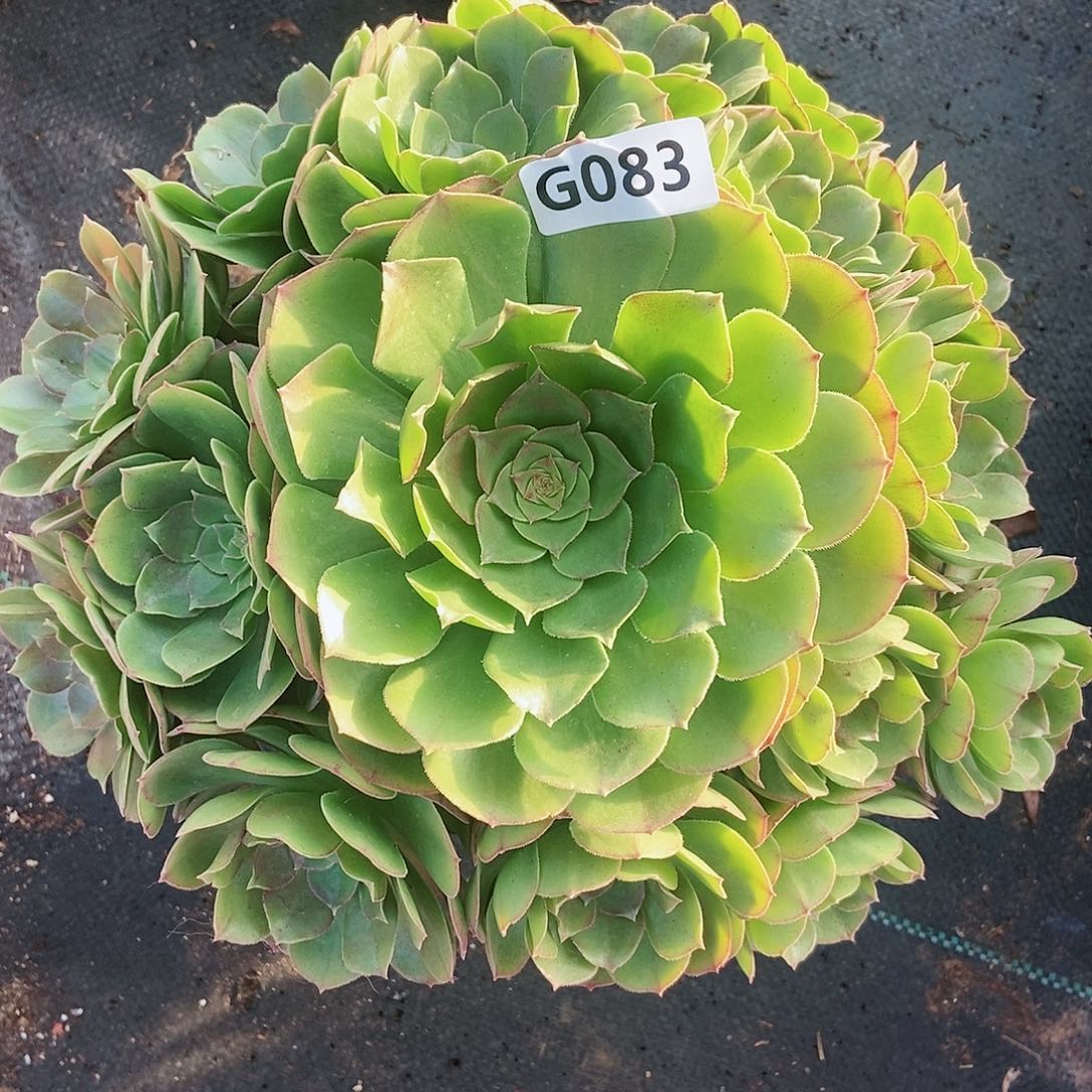 红陶083万圣节5多肉