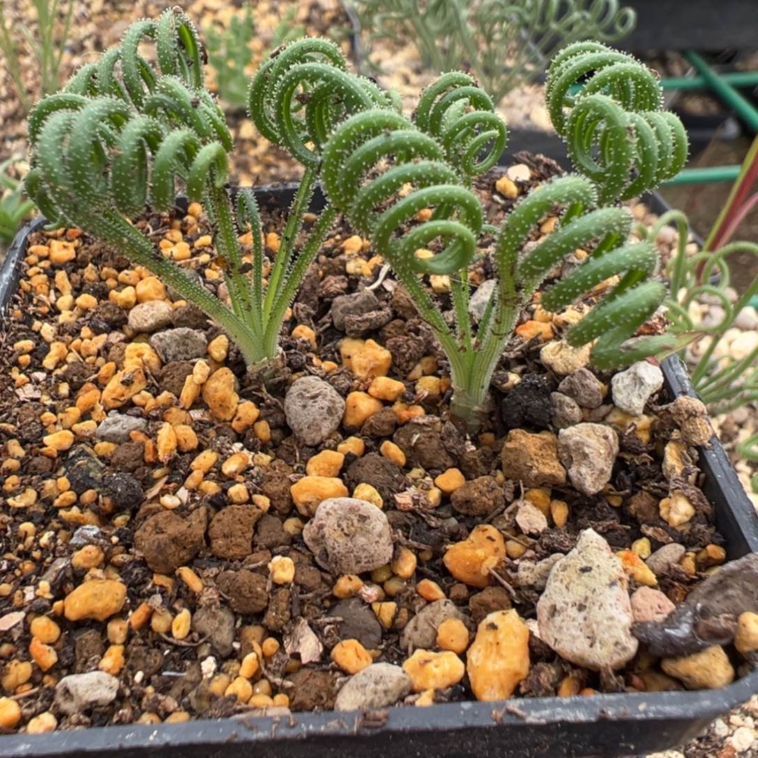 细叶毛弹多肉植物带盆土