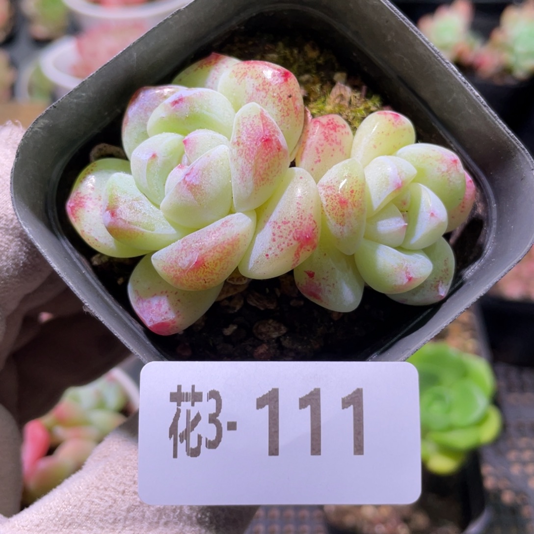 花利美3-111冰玉双头