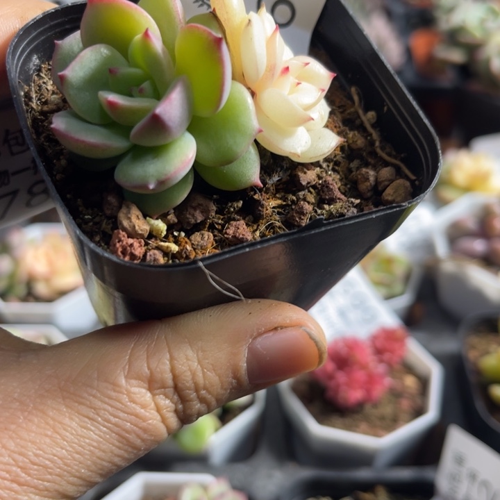 三文鱼锦多肉植物675