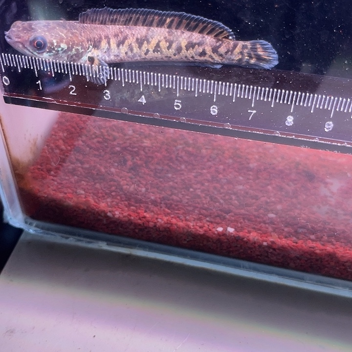 龙鱼冒白边的小蛇，好养活