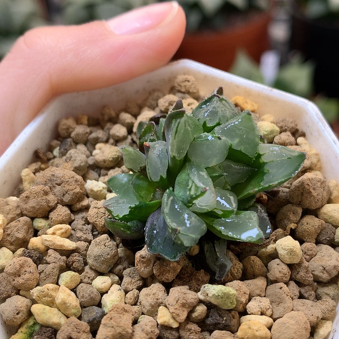 圣诞蜡烛带盆土发货llo