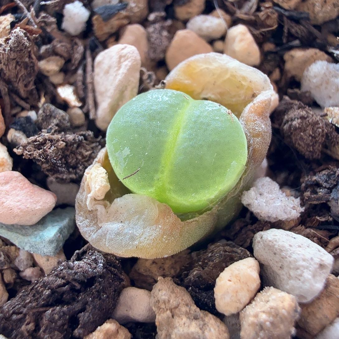 2.10.5/3年粉女新头/多肉植物