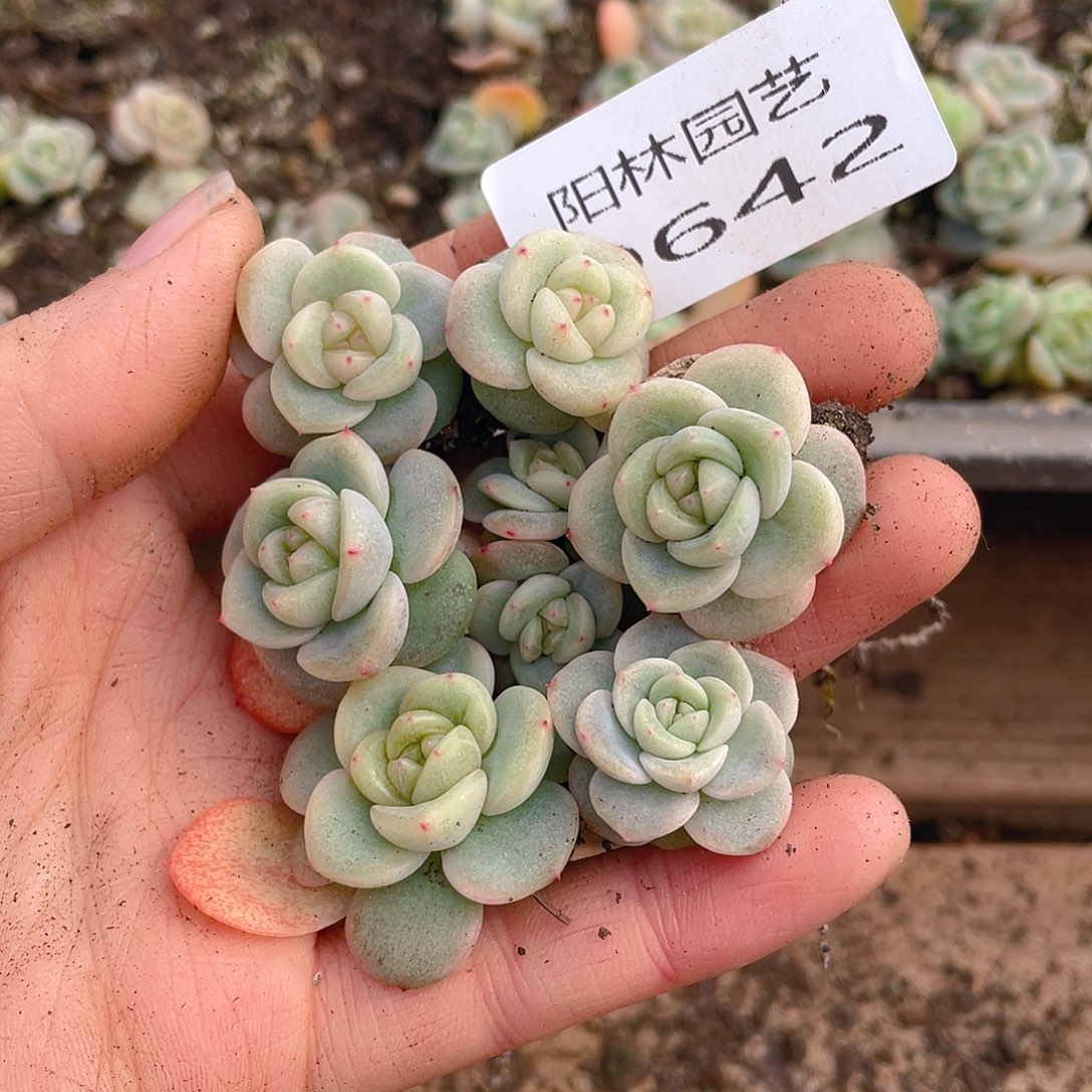 多肉植物多肉植物642