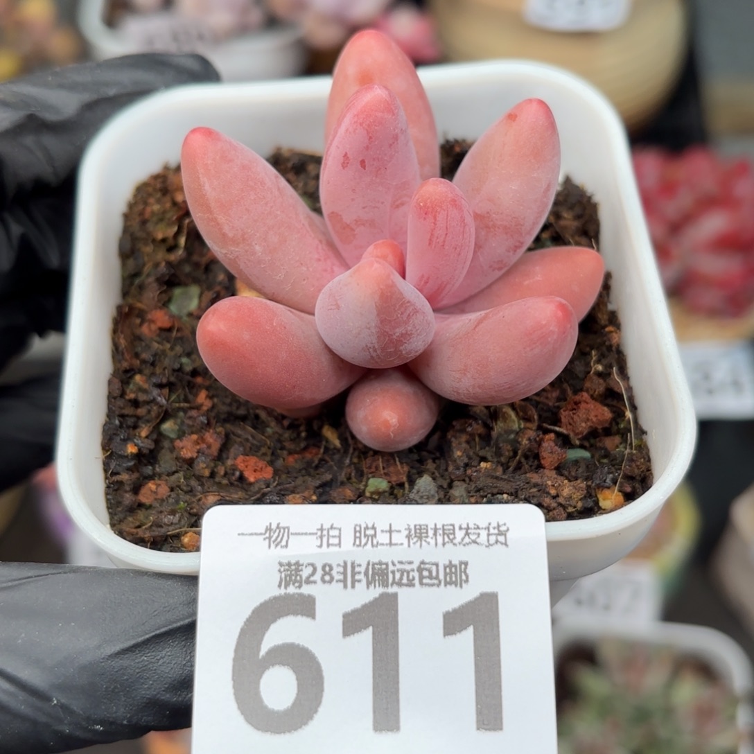 红手指无盆土发货