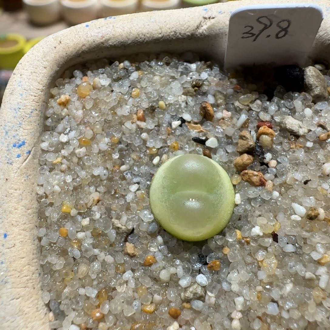 蘑菇1389拉登多肉植物