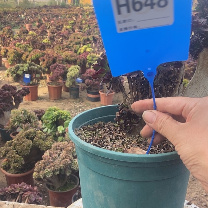 ****648黑缀老桩老桩老桩