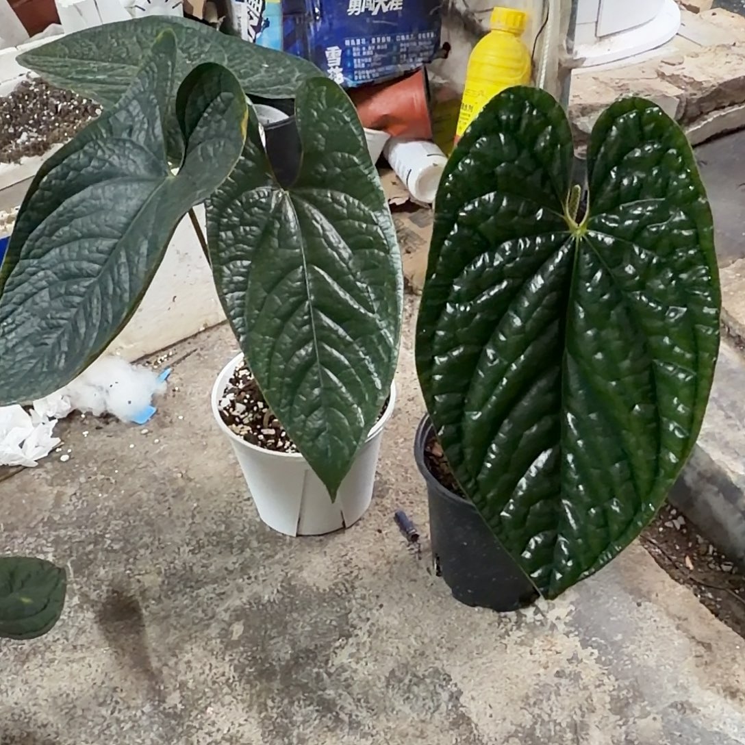 大***贯完全开放一颗羊奢华加一颗切桩黑奢华