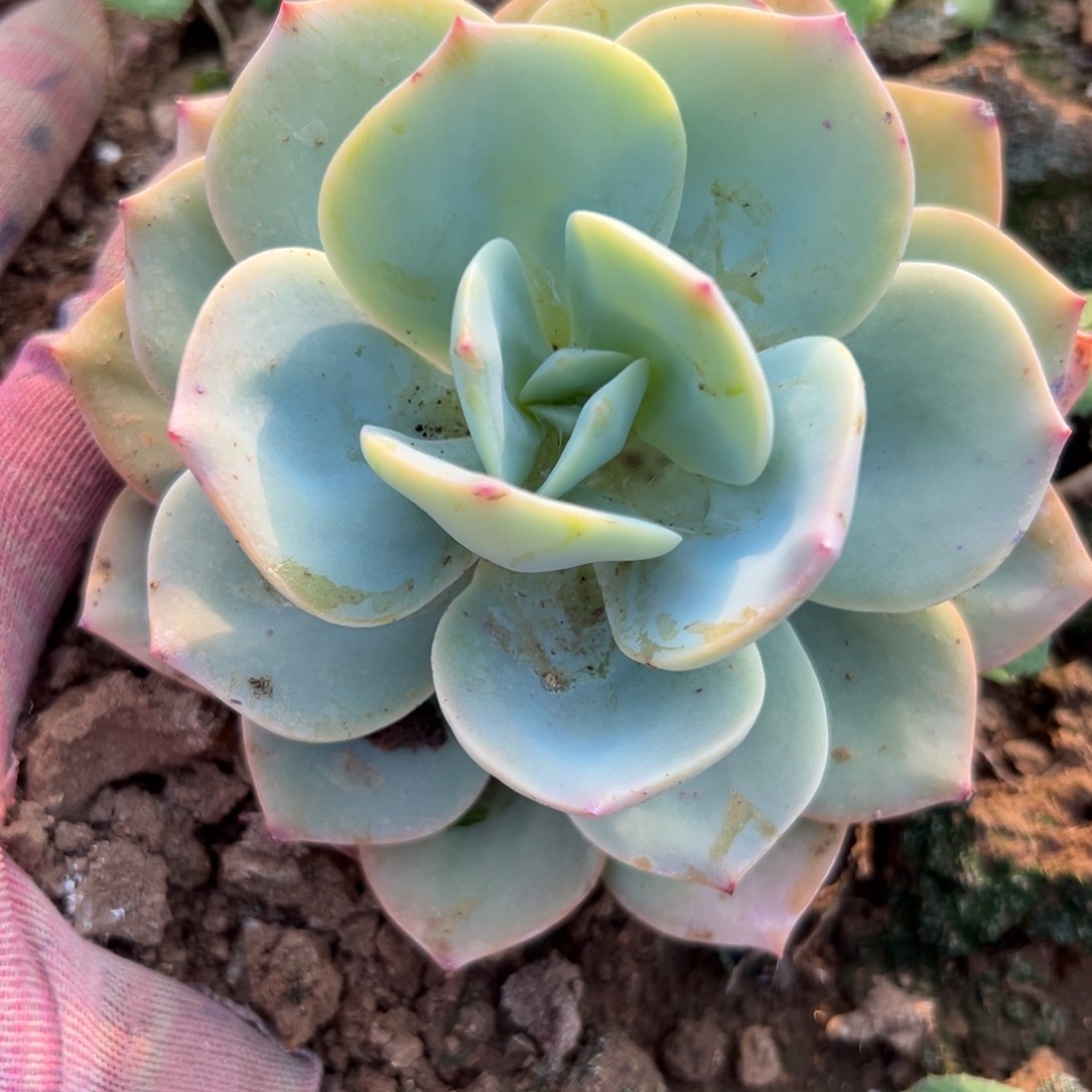 多肉哟哟哟哟哟哟哦