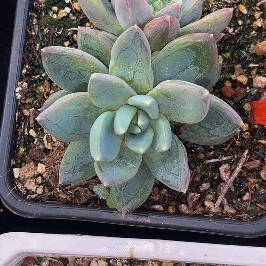 2648下午多肉植物群生