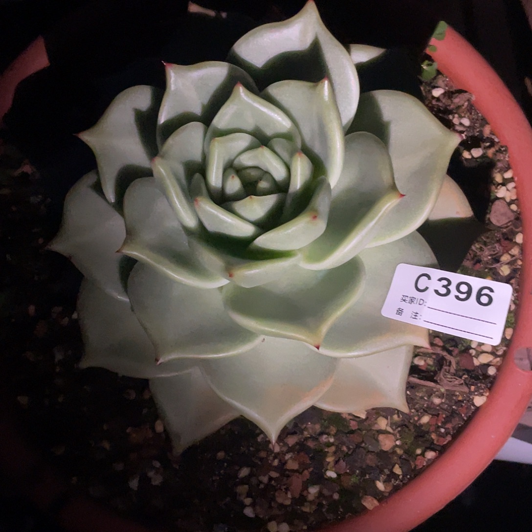 奕***宝若如东云单拍C396