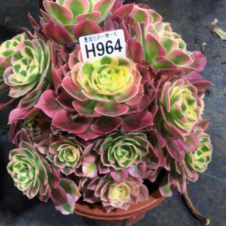 绿体女巫多肉9640000000