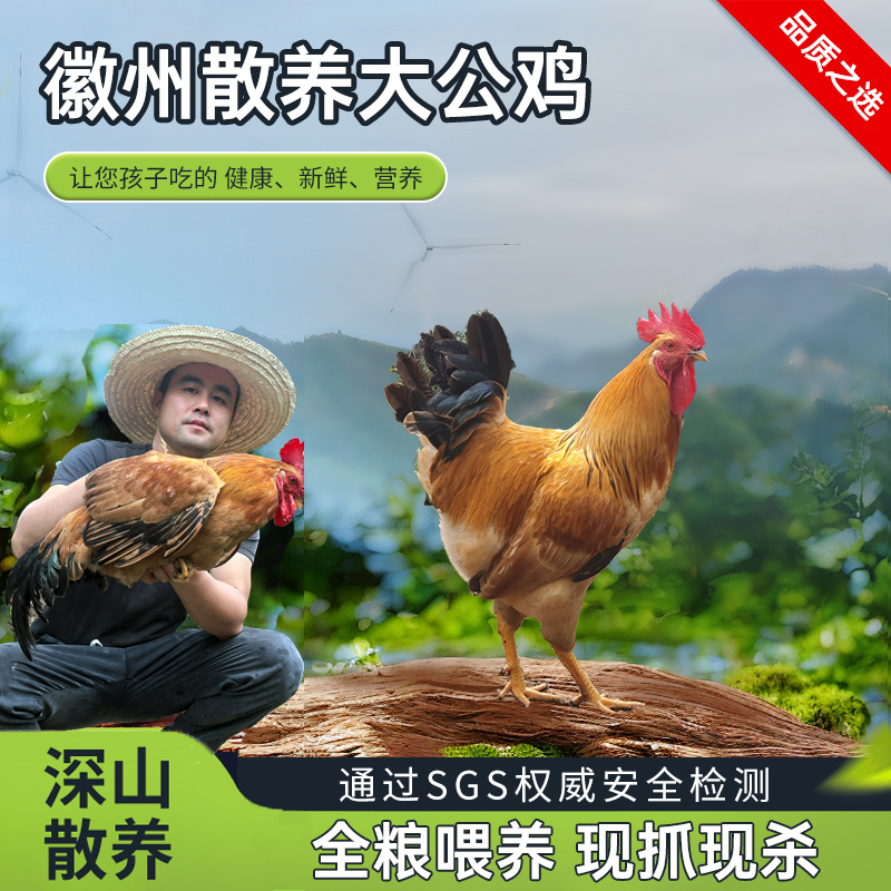 农小咖深山散养皖南土鸡大公鸡新鲜现杀走地鸡高山散养跑山鸡整只