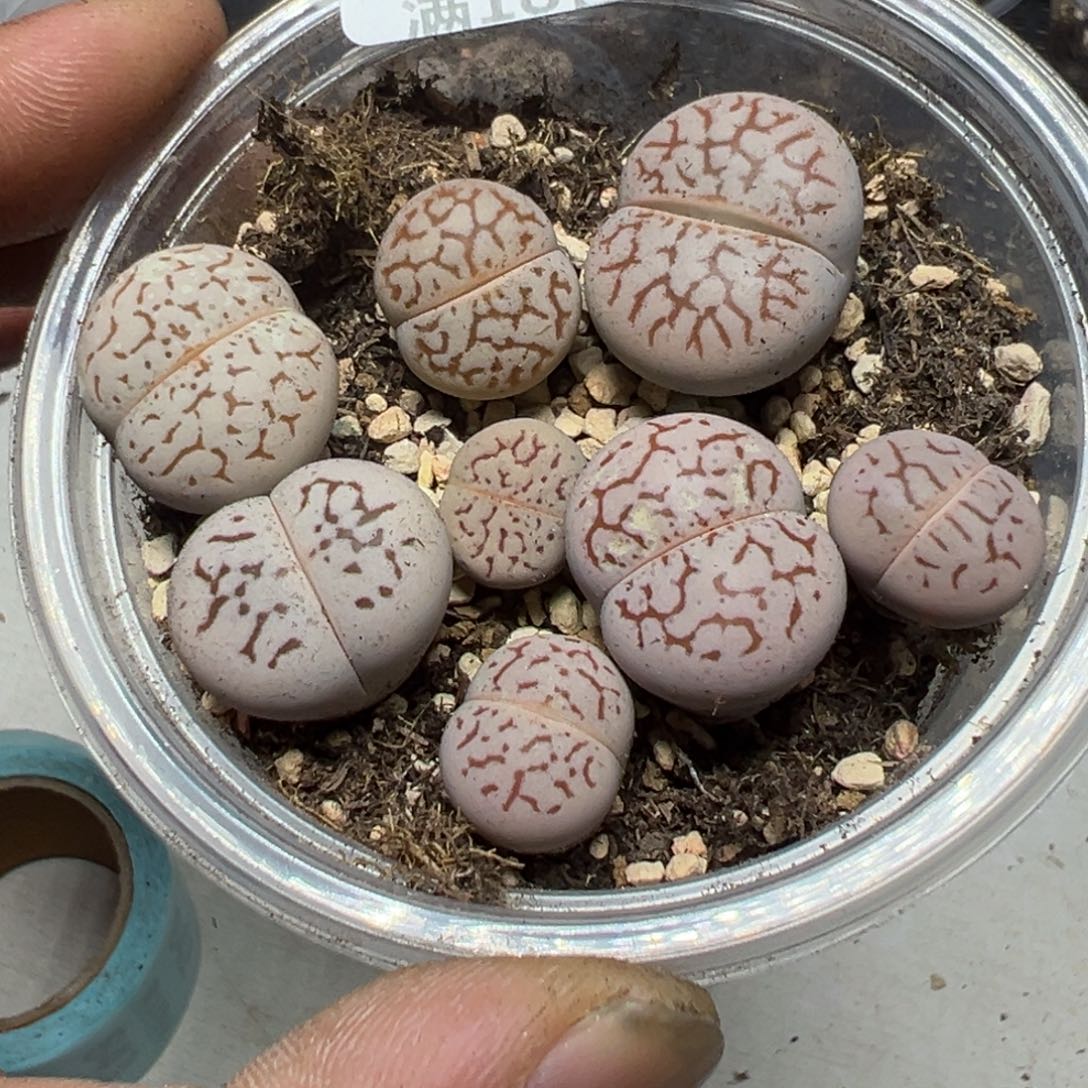 【闪购商品】 836。    