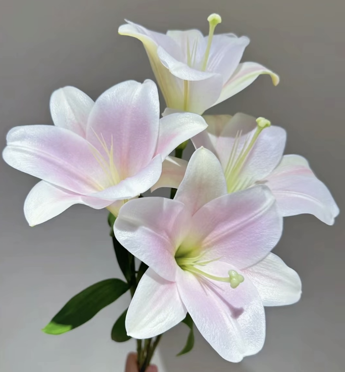 云南基地直发淡清香型（卡里）粉铁炮单瓣百合花材 顺丰冷链发货