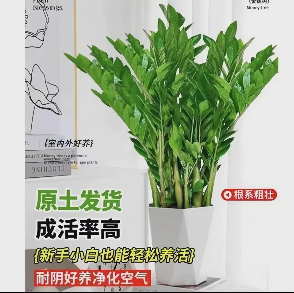 210#四季常青A级金钱树70-80厘米客厅办公室内招财旺宅10-15株/盆