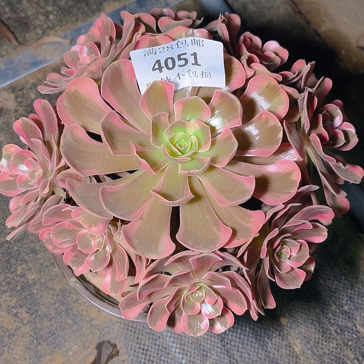 4051爱神多肉植物