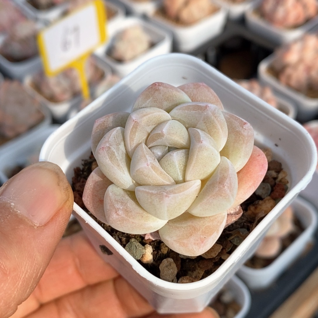 精品多肉一物一拍不包整400