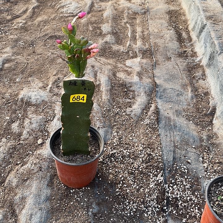 684嫁接蟹爪兰：红黄双色