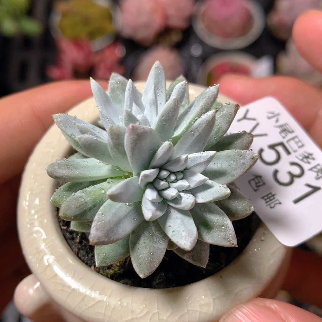 5CM拇指盆精控多肉YV531