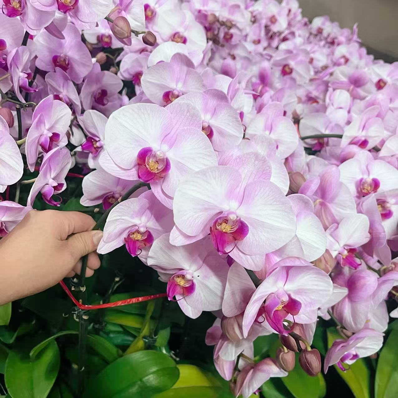 蝴蝶兰【粉冠军】单花剑 大花  室内花花 广州基地直发