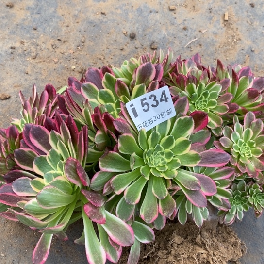 534朝霞缀多肉植物