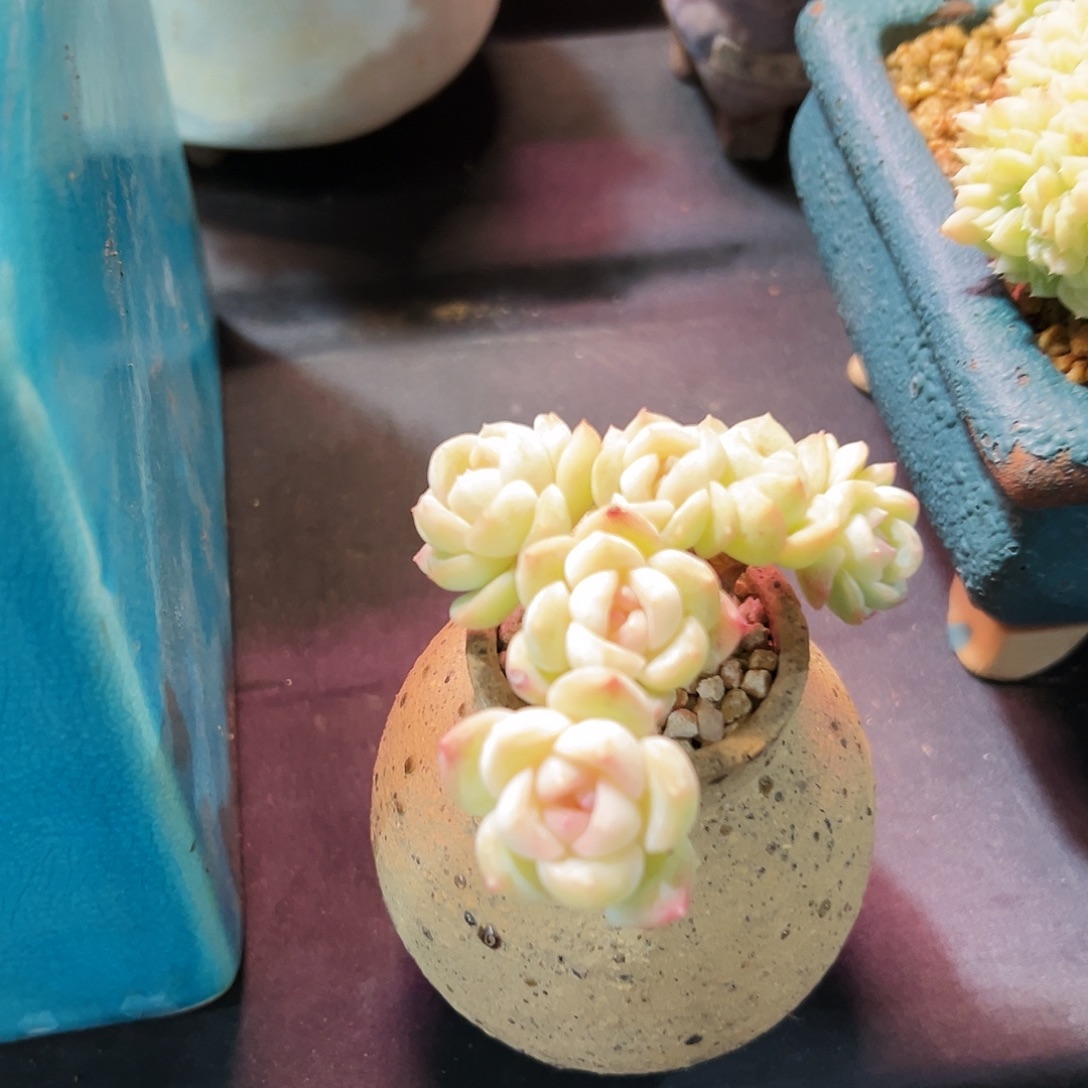 小***o小酷朵朵缀化老桩